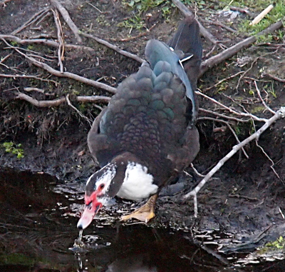 [One duck at the edge of the hillside has just removed its bill from the water, thus there is a stream of water in between the bill and the water. It has a lump of red atop its bill, along the edge, and leading to its eye. This duck has a black stripe from its bill up and across the top of its head and down its back. It also appears to have a black strap around its neck. The rest of the head is white; the front of its body is also white. The back is a series of brown and teal feathers leading to long black feathers on its tail. Its bill is light pink white its feet appear to be light orange.]